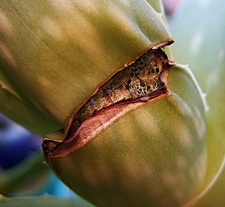 cactus wound