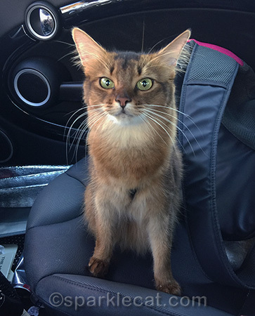 somali cat, cat in car, cat travel