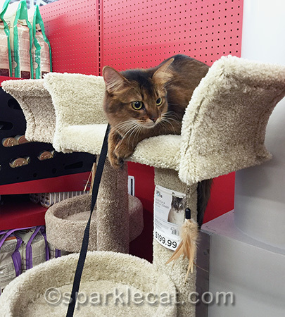 somali cat, cat tree, pet store