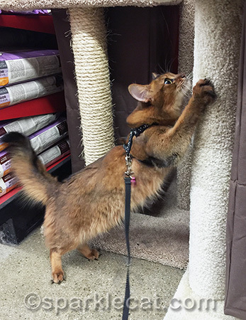 somali cat, scratching post, pet store, cat tree