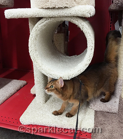 somali cat, cat tree, pet store