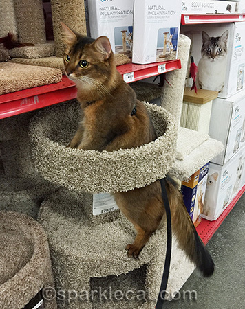 somali cat, cat tree, pet store, cat harness