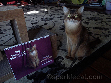 somali cat, somali cat calendar, 2016 cat calendar