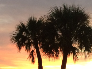 palm sunset