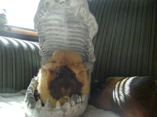 The chocolate-faced Abyssinian about to be eaten by a fake alligator skull is Ozma. She’s from Milwaukee. She and Peregrine almost get along. Lady pigs are awfully complicated and apparently completely unintimidated by fake alligator skulls. 