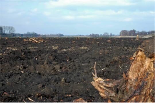 The bog oaks of the Fens come from trees that were fell thousands of years ago. Gradually buried and preserved in peat bogs, they lay undisturbed until the draining of the Fens.