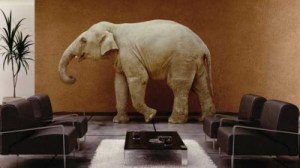 elephant