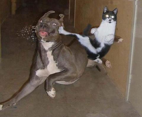Cat+master+race