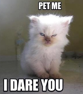 Cat-pet-me-dare-you-