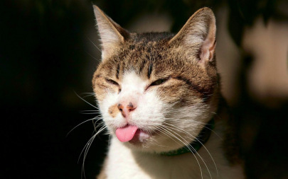 cat tthp