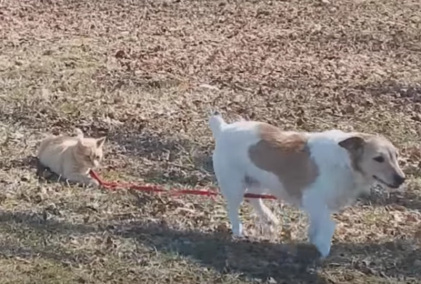 catdogleash