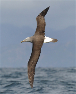 Albatross