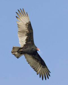 TurkeyVulture