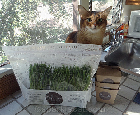 Somali cat, Whisker Greens, pet grass, cat grass