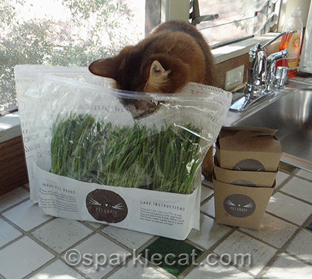 cat grass, Whisker Greens, Somali cat, supervising cat
