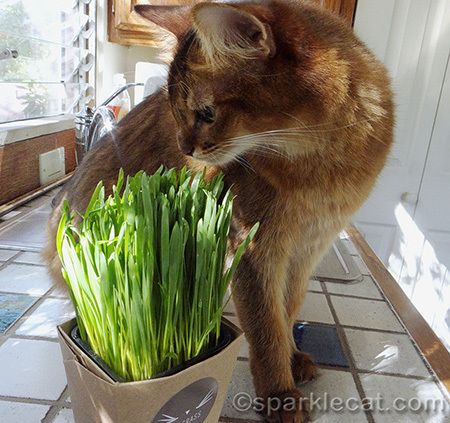 cat with cat grass, pet grass, whisker greens