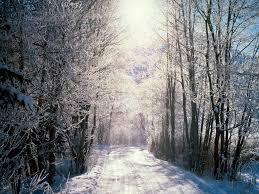 Winter woodland