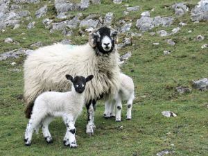 Swaledale_with_lambs_closeup for blog
