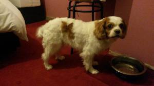 10931206_10153421581991424_7920671496487904970_n