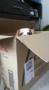 11033181_10153422884886424_53952010716392477_n