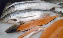Salmon (Garitzko)