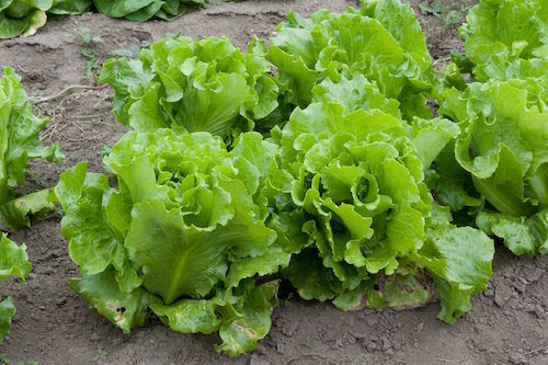 Lettuce.jpg