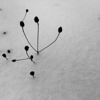 snow twigs bw