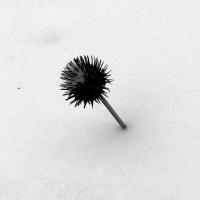 thistle bw