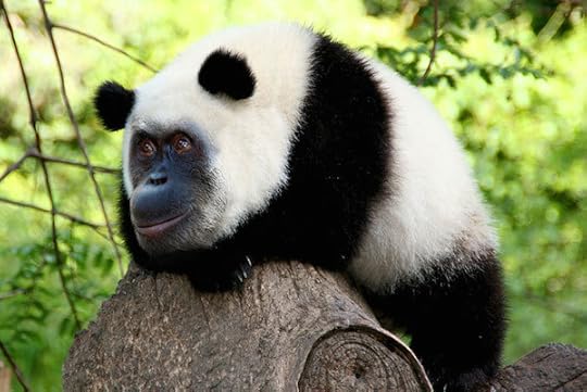 The Orangupanda