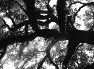  photo image_zpsl1tffhrk.png