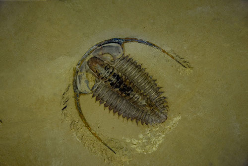 trilobite_3.jpg