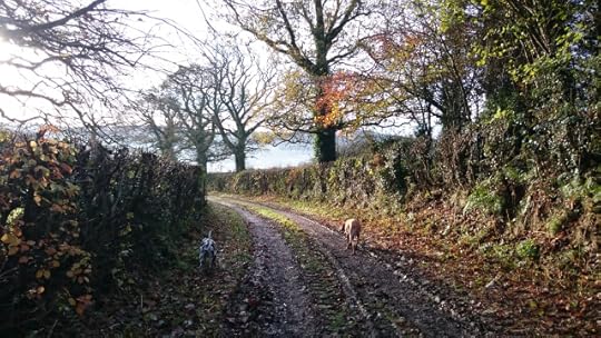 Walking a Devon lane