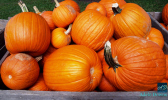 fallpumkinslgoutsidesigned