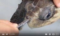 New (and Old) Tools to Eliminate Plastic Straws