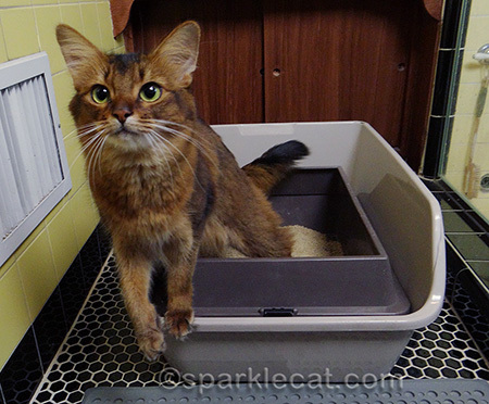 somali cat, litter box, cat in litter box
