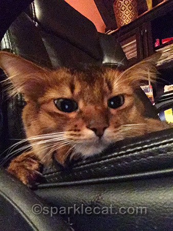 somali cat, cat close up, cat selfie