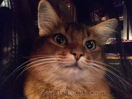 somali cat, cat selfie