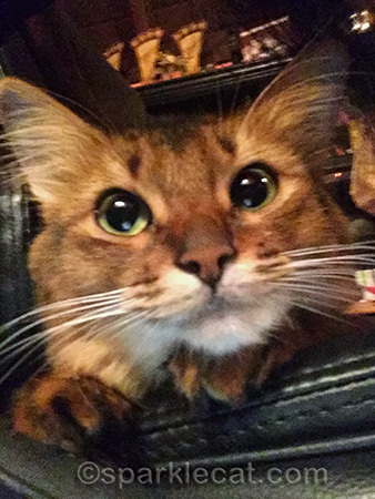 somali cat, cat smile, cat selfie
