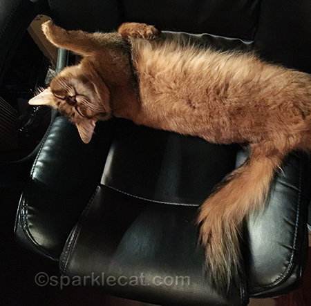 somali cat, sleeping cat, cat in office chair, office cat