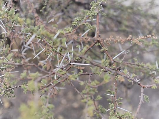 Not so good for Tires