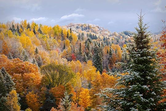 Frosted-Tree-Tops