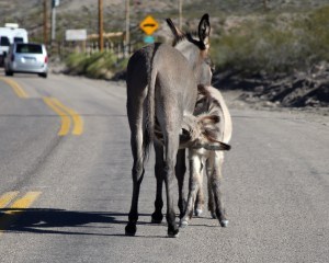 Thankful that Mom will stop in the middle of the road to let me eat. Oatman, AZ by Randy Cockrell