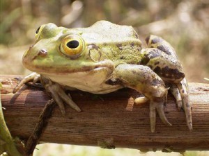 640px-Frog_on_bough