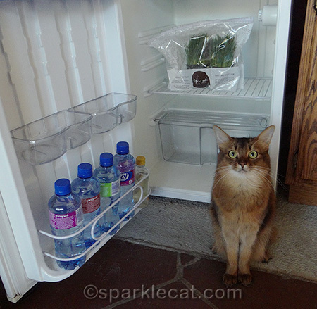 somali cat, small refrigerator, fitness water, Whisker Greens
