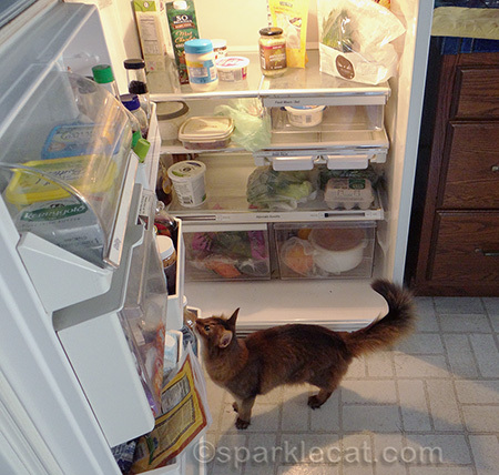 somali cat, refrigerator, cat in kitchen