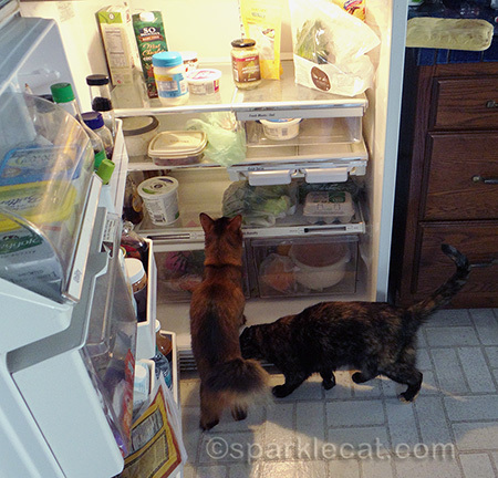 somali cat, tortoiseshell cat, refrigerator