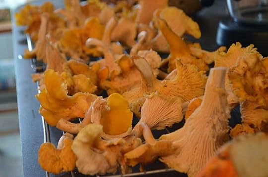 chantrelles-drying
