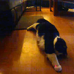 Petcube working it's magic