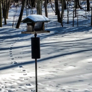 February2015birdfeeder