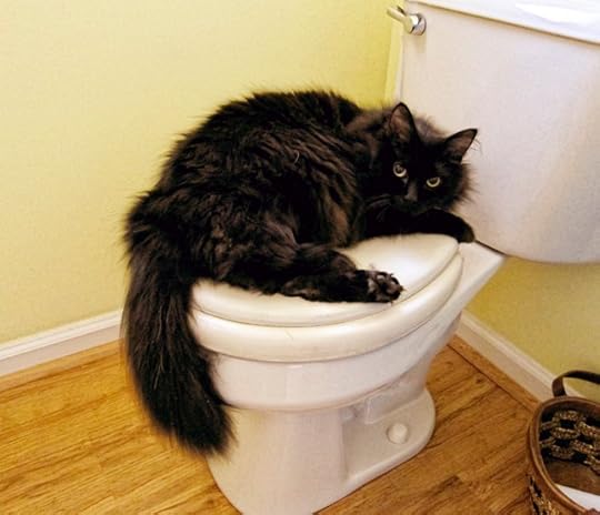 atticus toilet web